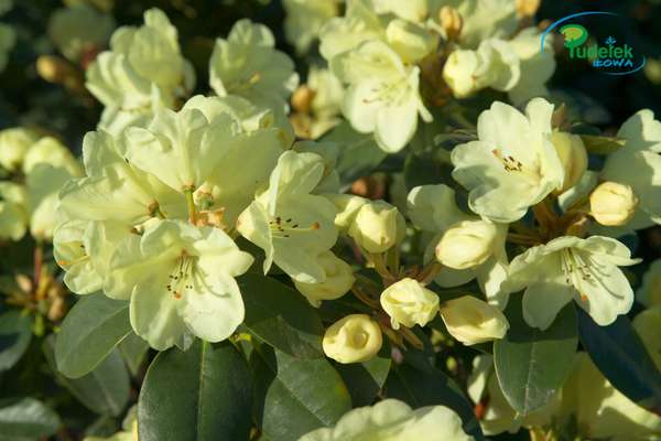 Rhododendron Graf Lenart